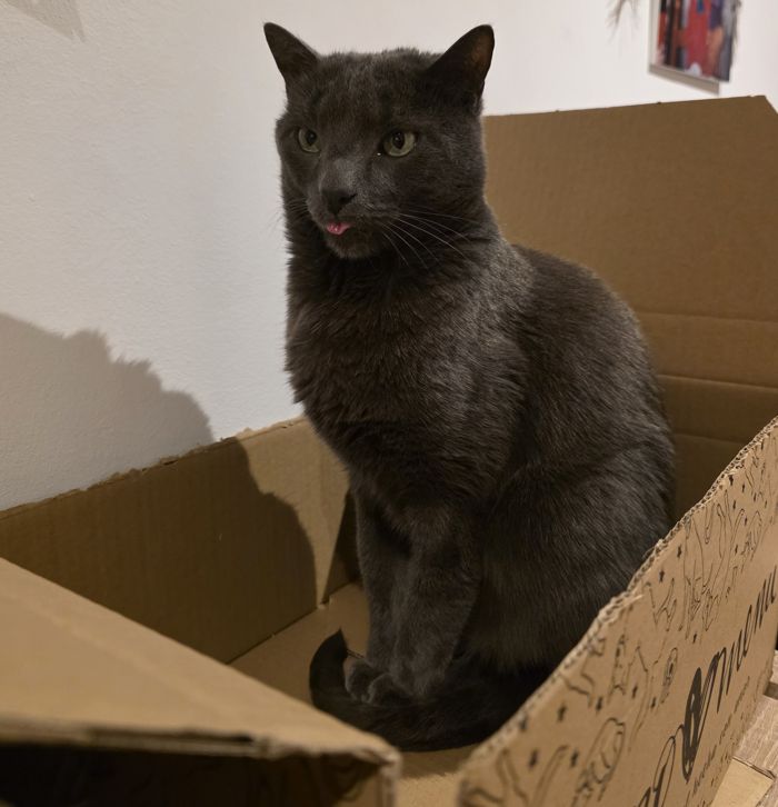 Gato asomado a una caja de cartón de mudanza