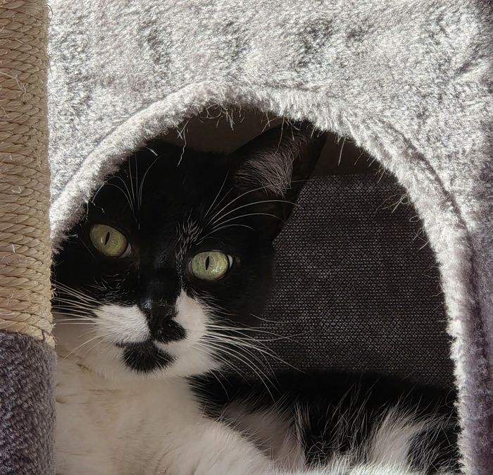 Gato asomado desde la cueva de su rascador