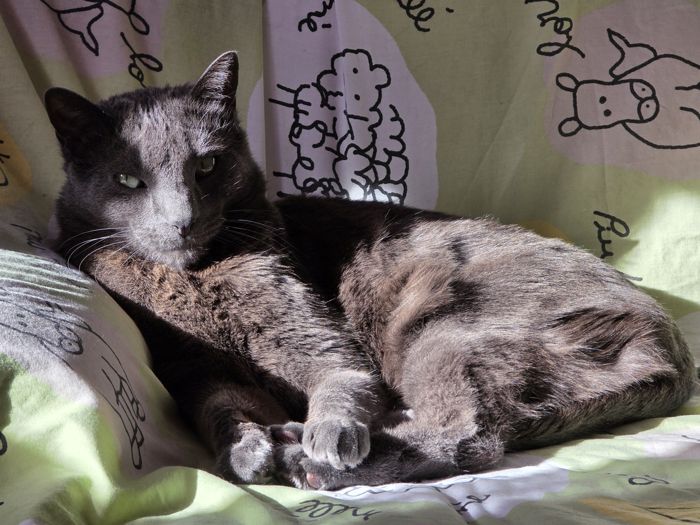 Gato descansando en el sofá de casa