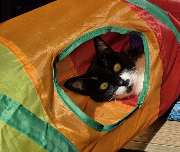 Gato jugando dentro de un túnel de colores