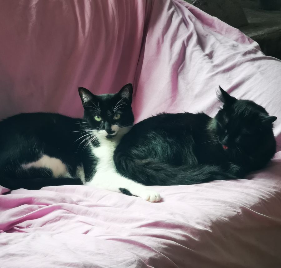 Dos gatos descansando juntos en casa