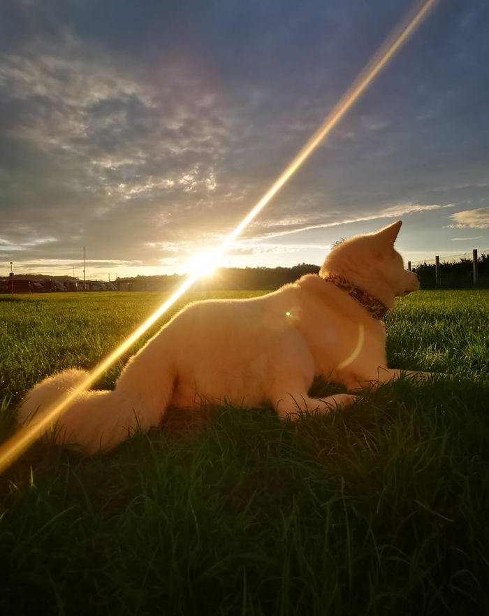 Perro tumbado tranquilo al atardecer