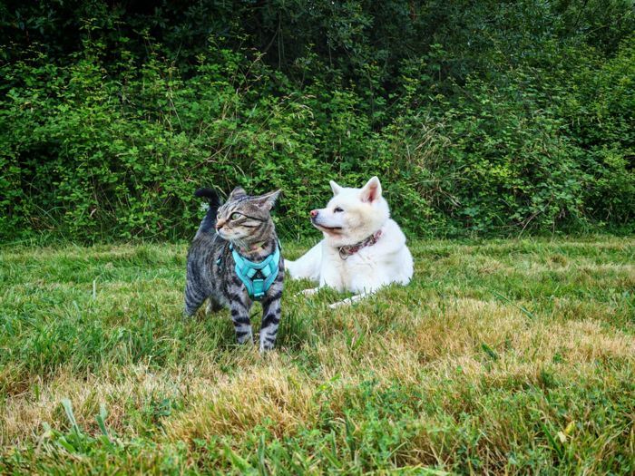 Perro y gato tranquilos juntos en el jardín